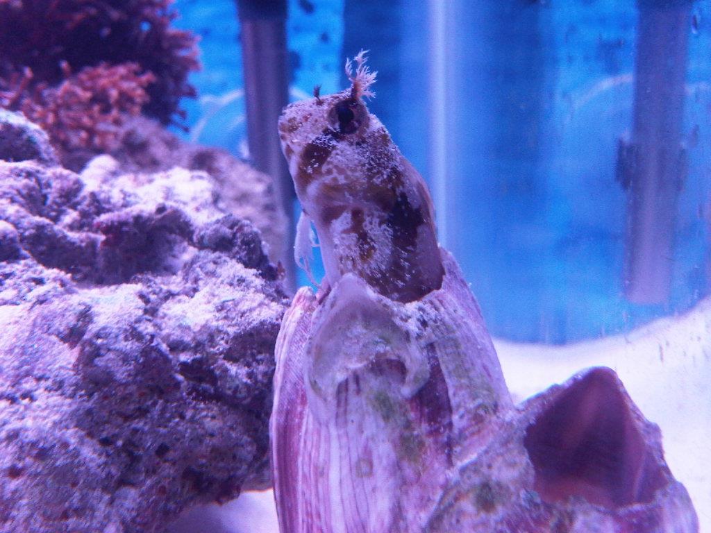 Los acuarios marinos (Paso a Paso) Cap.1.  (Rocas Vivas)